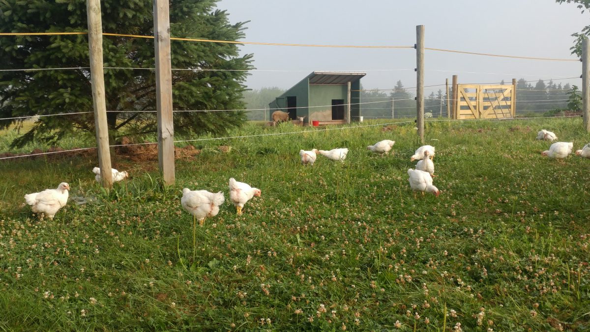 Free Range Chickens at Simply Ducky Farm