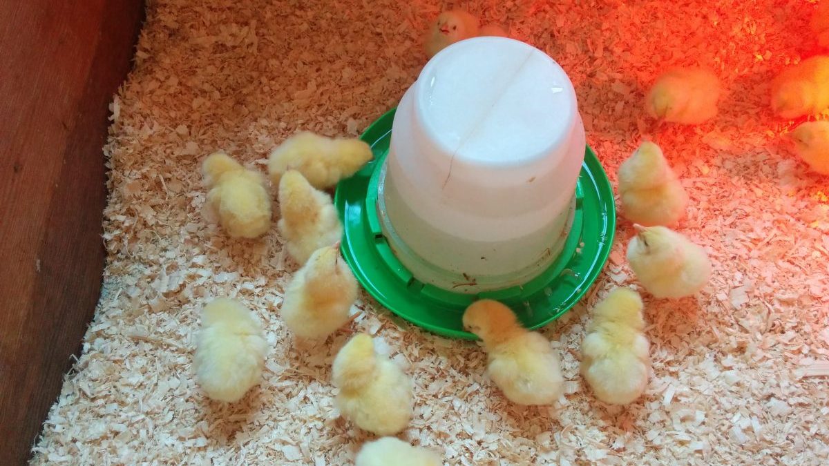 Where all the hot chicks hang out at Simply Ducky Farm