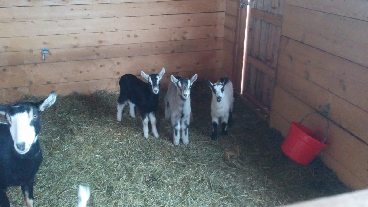 Spork, Dr. Bigglesworth, and Sprinkles are unimpressed at being left in the pen with the adults.