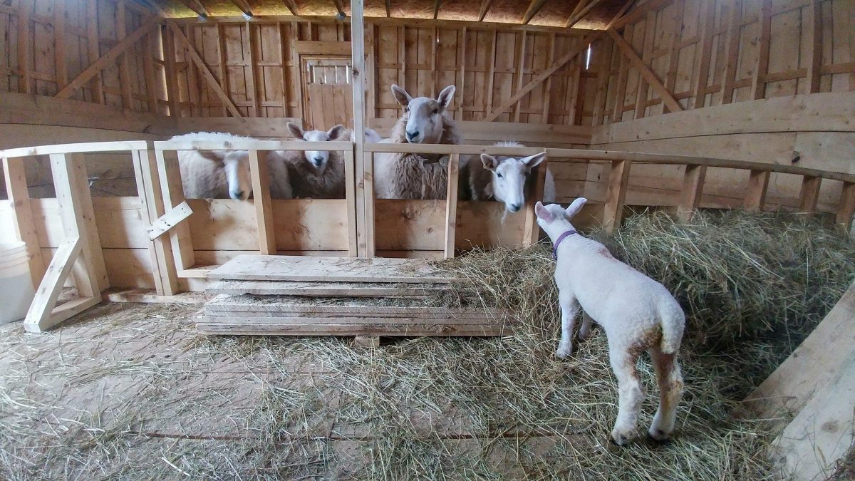 Potato the Lamb meets her future roommates. They were not impressed...