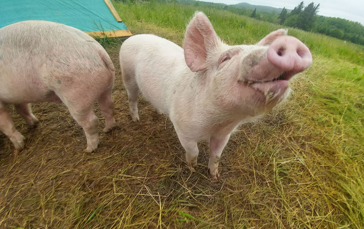 A happy piggy!