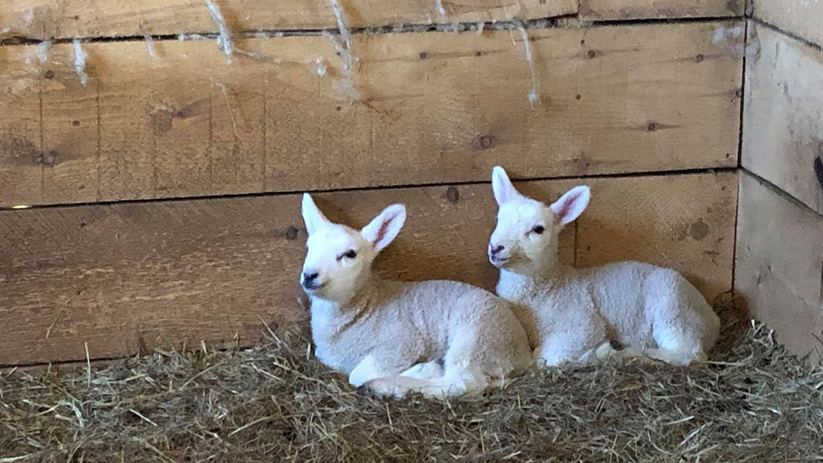 Thoughtful lambs contemplate the deeper meaning of life, the universe, and momma's milk