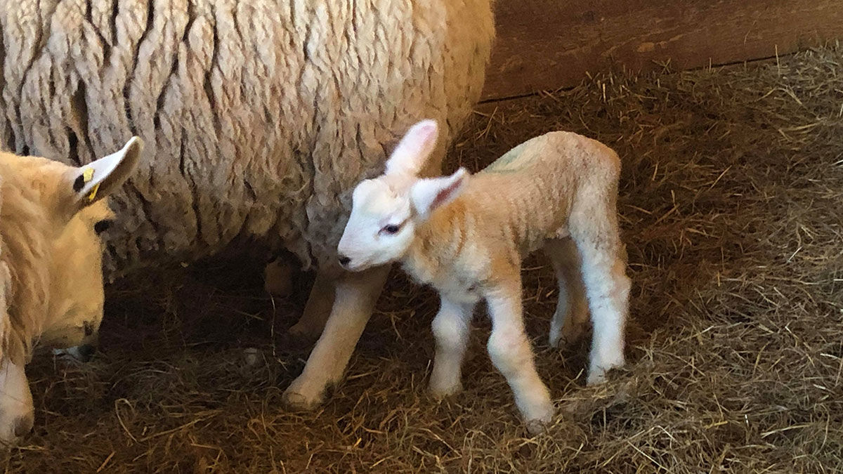 A one day old lamb follows closely behind momma