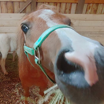 Simply Ducky Farm - Fun-sized Goats